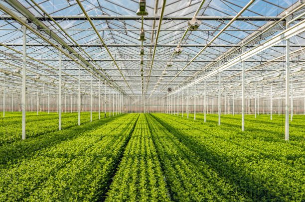 Rows of growing plants beneath the glass roof of a commercial greenhouse